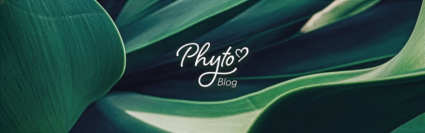 banner-blog-aromaterapia-oleos-essenciais-phytoterapica